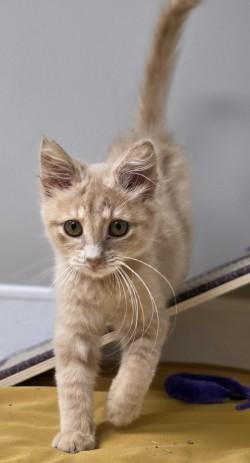 Enlarge Bopit, an adopted mixed breed in Shepherdsville, KY image 3/4
