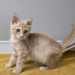 Enlarge Bopit, an adopted mixed breed in Shepherdsville, KY image 2/4