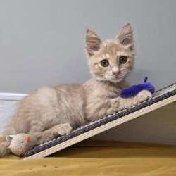 Enlarge Bopit, an adopted mixed breed in Shepherdsville, KY image 1/4