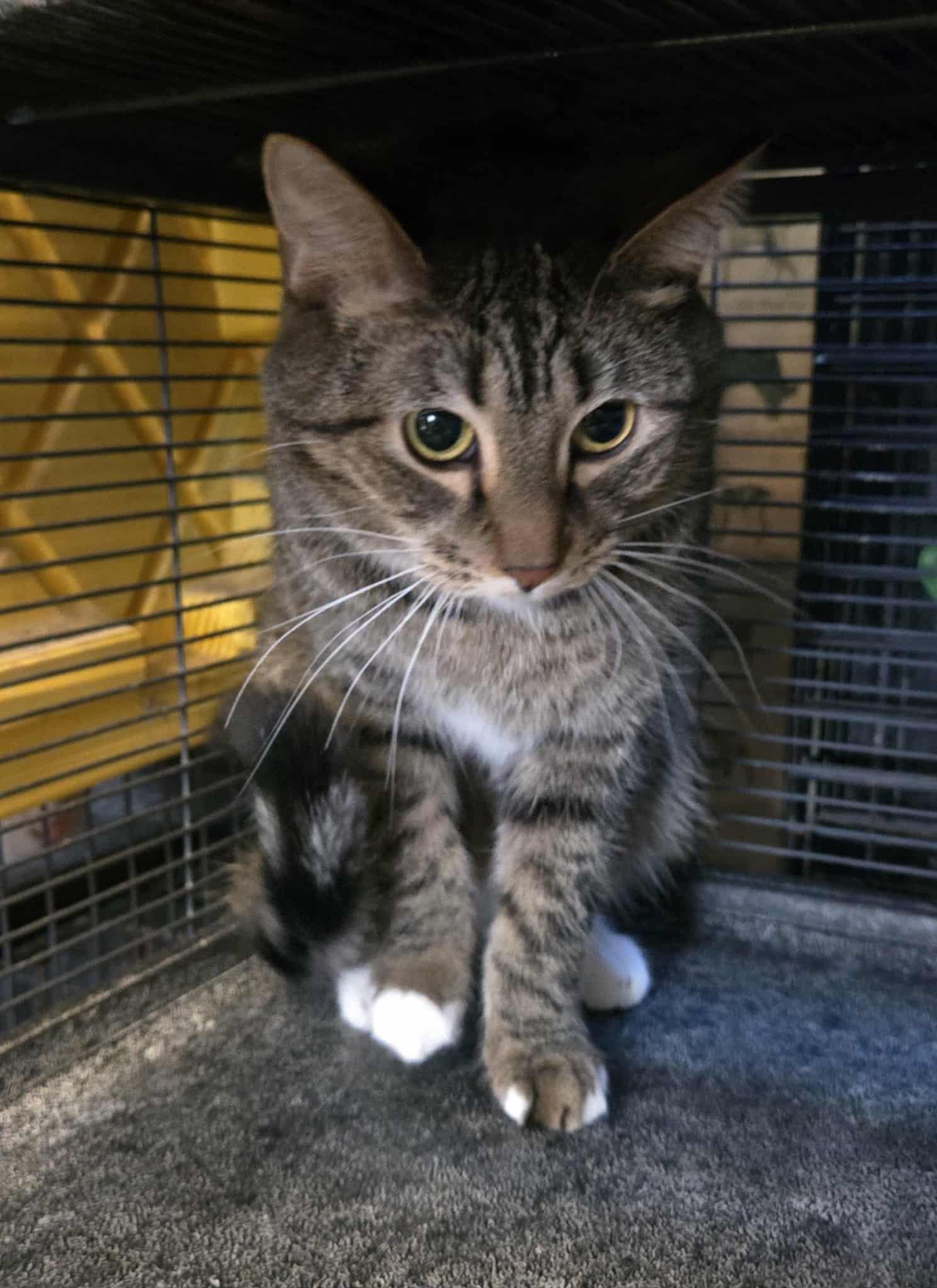 Enlarge Anton, a ADOPTABLE mixed breed in Freeport, IL image 2/2