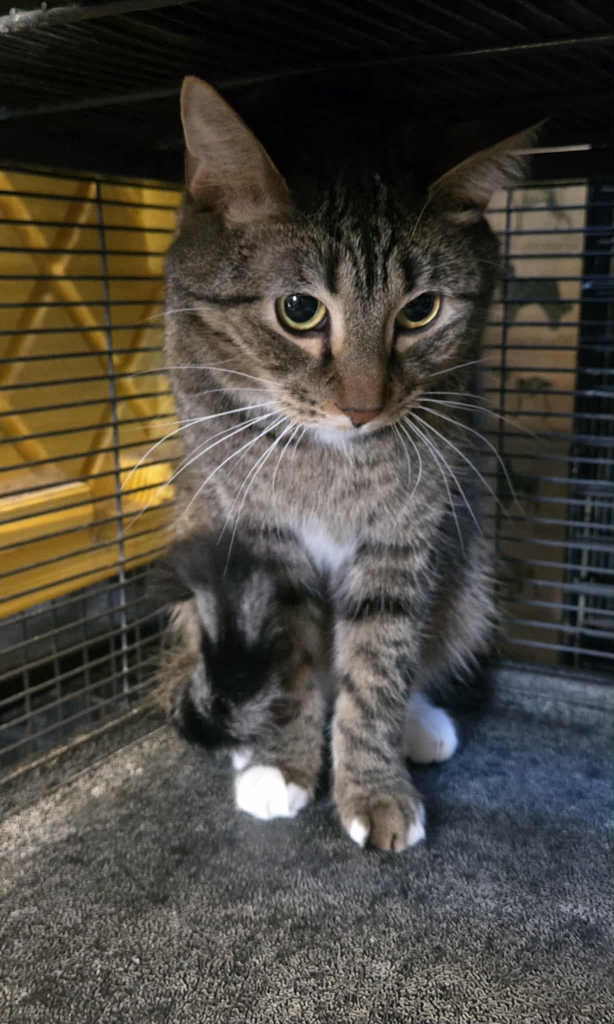 Anton, ADOPTABLE, Adult Male Domestic Short Hair.