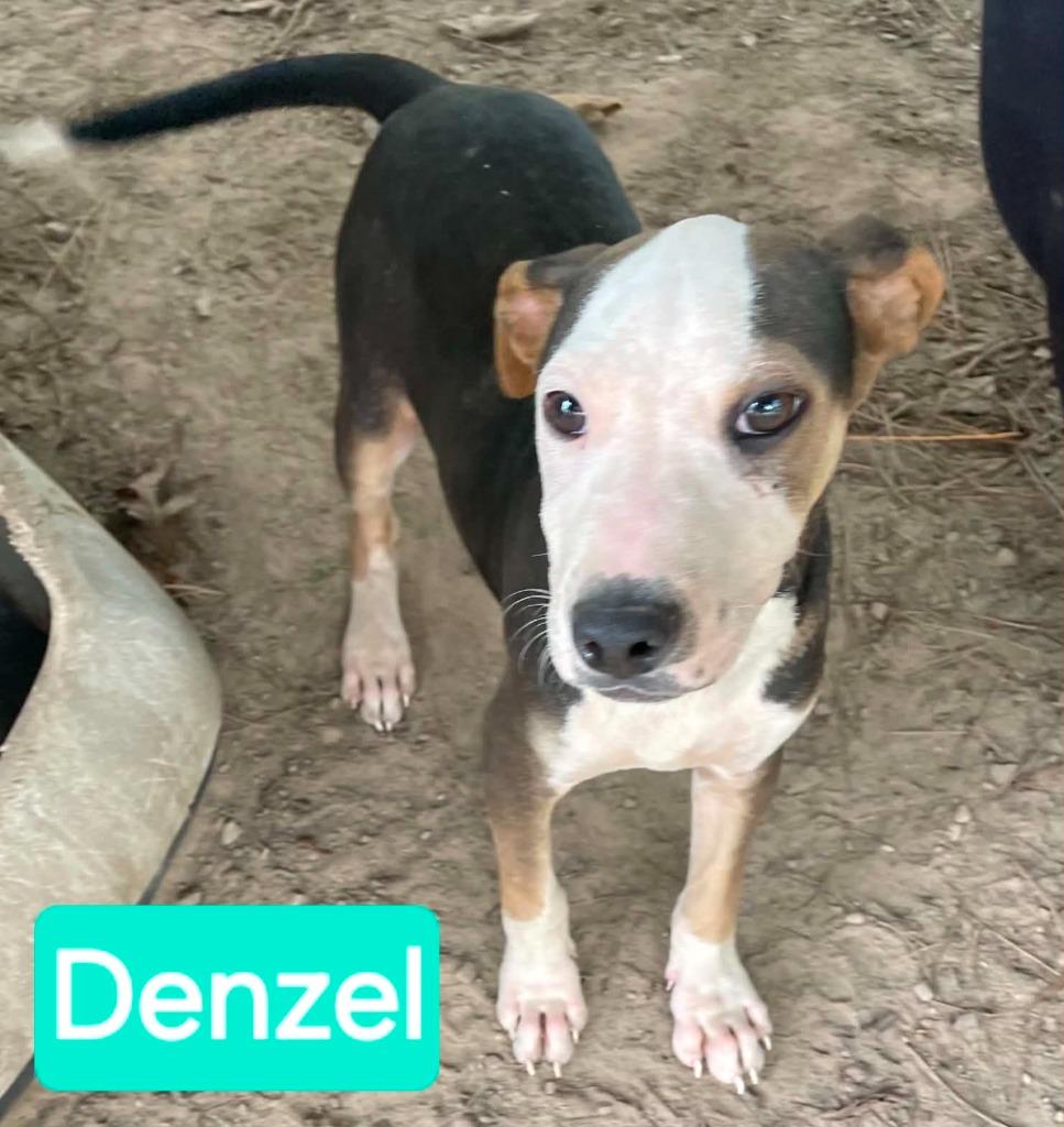 Enlarge Denzel, a Adoptable mixed breed in Mena, AR image 1/1