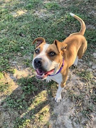 Enlarge Trick, a Adoptable mixed breed in Cibolo, TX image 1/1