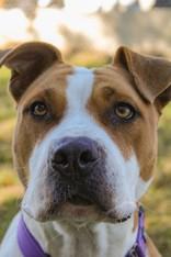 Enlarge Trick, a Adoptable mixed breed in Cibolo, TX image 1/1