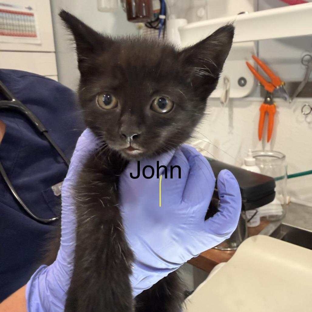Enlarge John, a Adopted Domestic Short Hair in Scituate, MA image 1/1