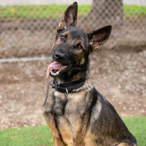 KODA, Adoptable, Adult Male German Shepherd Dog & Belgian Shepherd / Malinois.