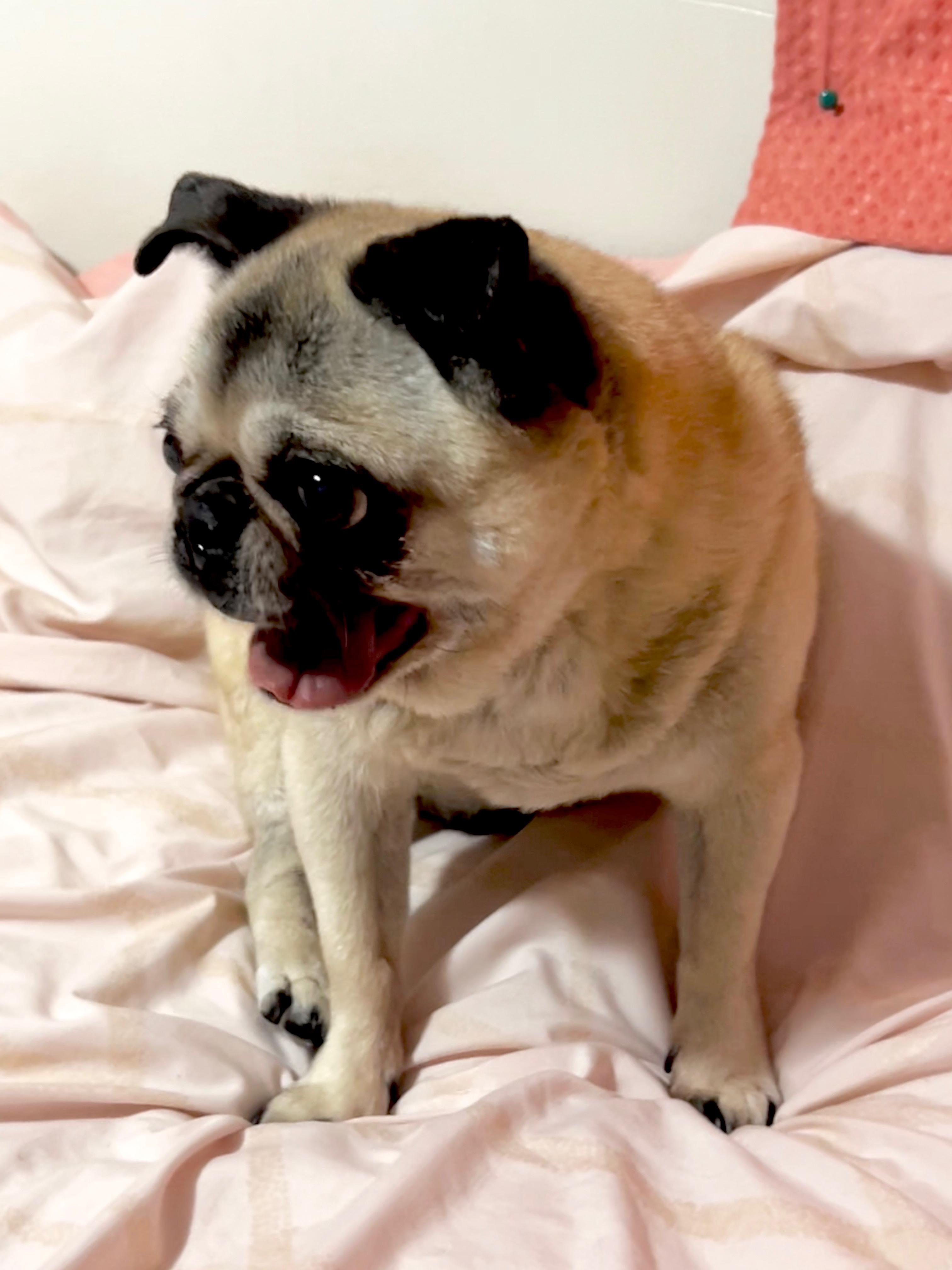 Enlarge Mimi, a ADOPTABLE Pug in Barnegat, NJ image 5/6