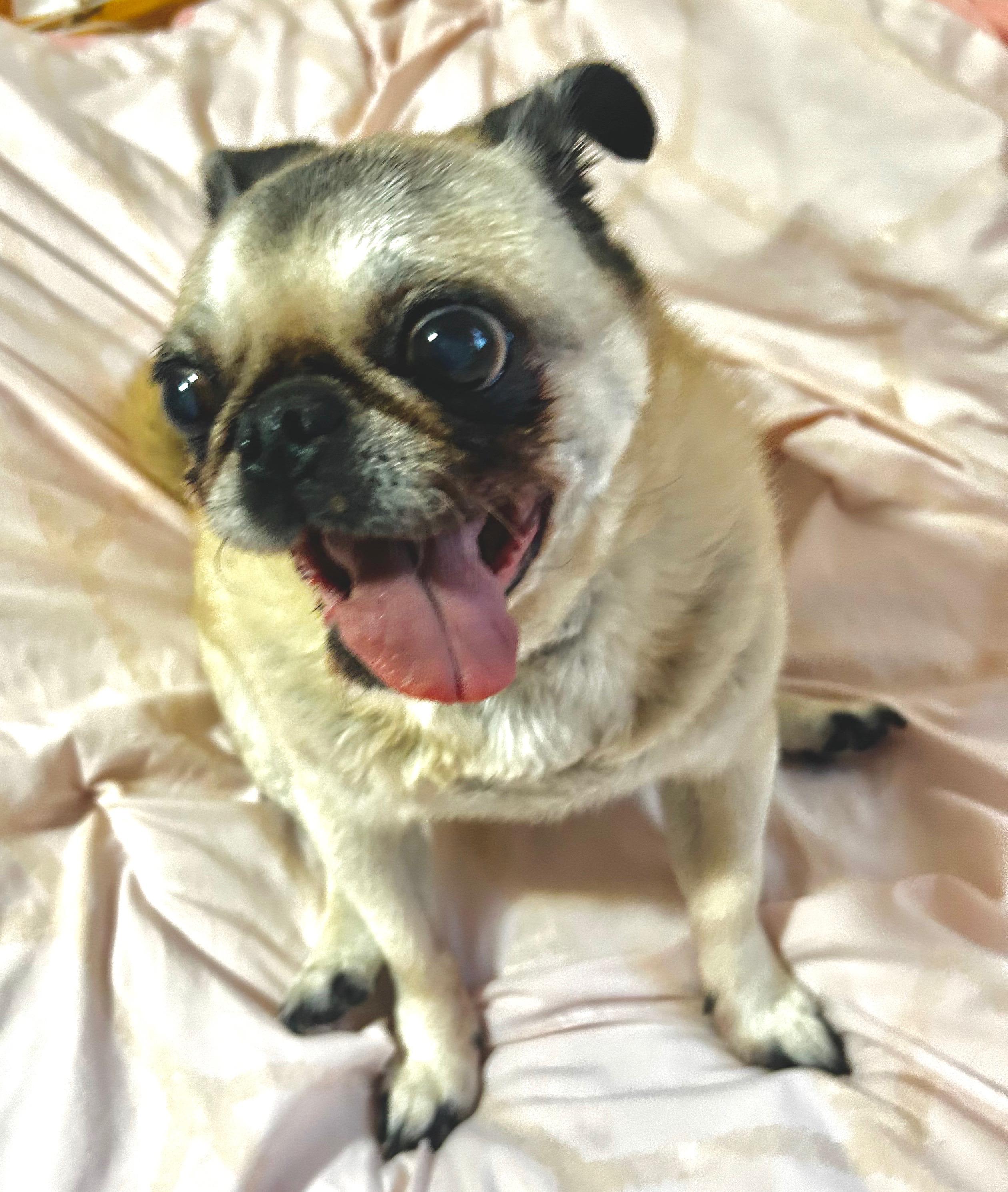 Mimi, ADOPTABLE, Senior Female Pug.