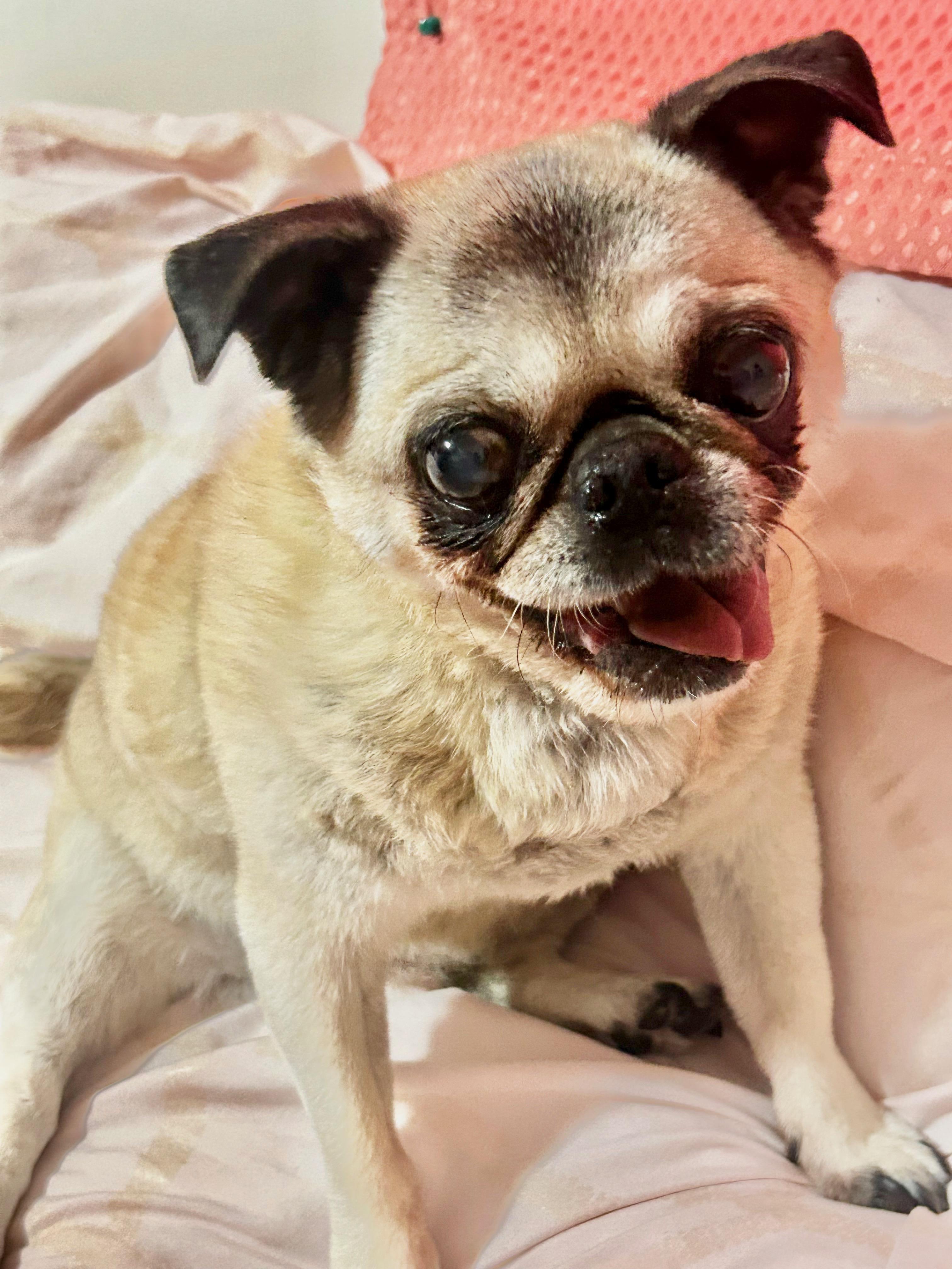 Enlarge Mimi, a ADOPTABLE Pug in Barnegat, NJ image 6/6