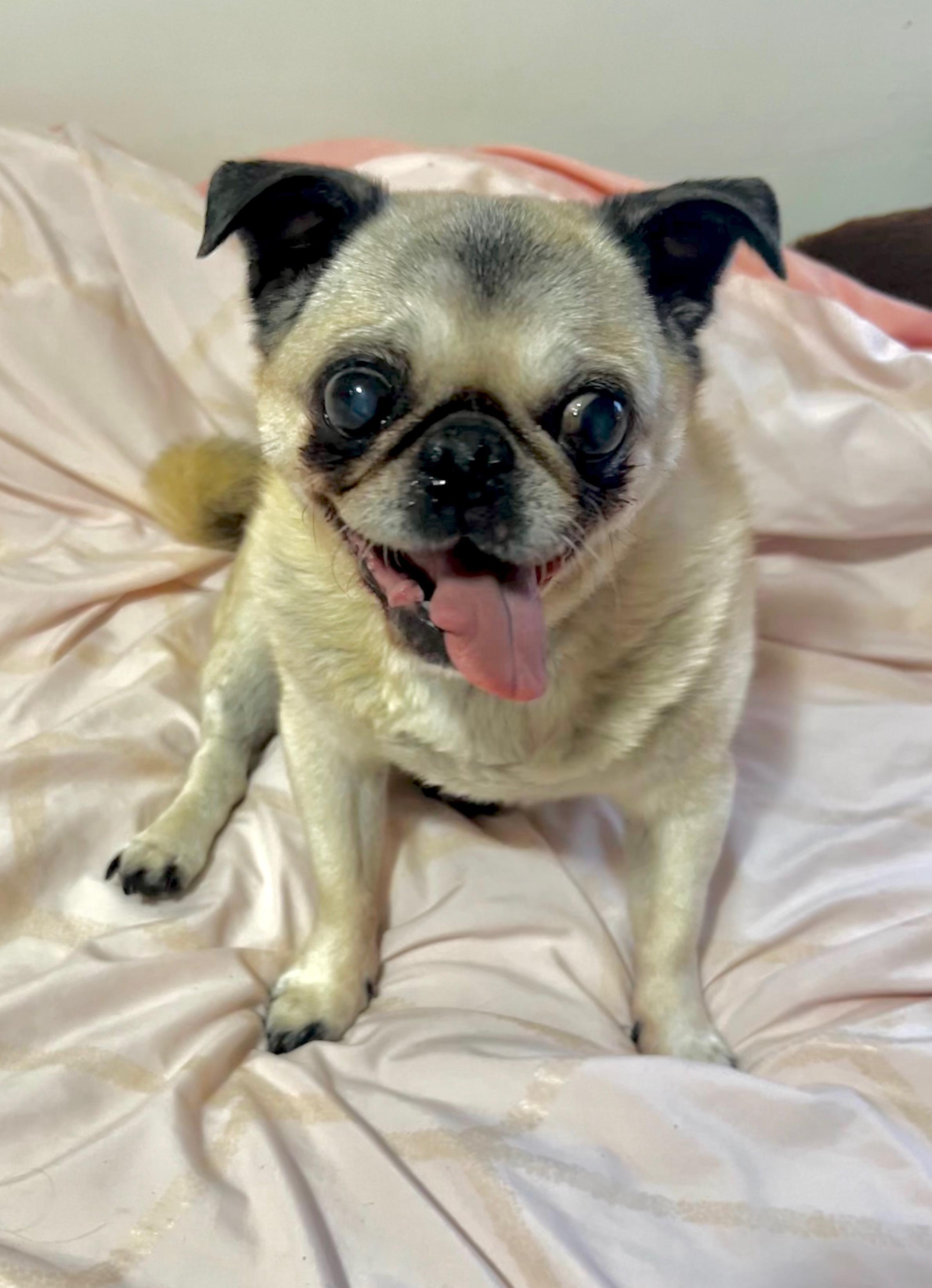 Enlarge Mimi, a ADOPTABLE Pug in Barnegat, NJ image 3/6