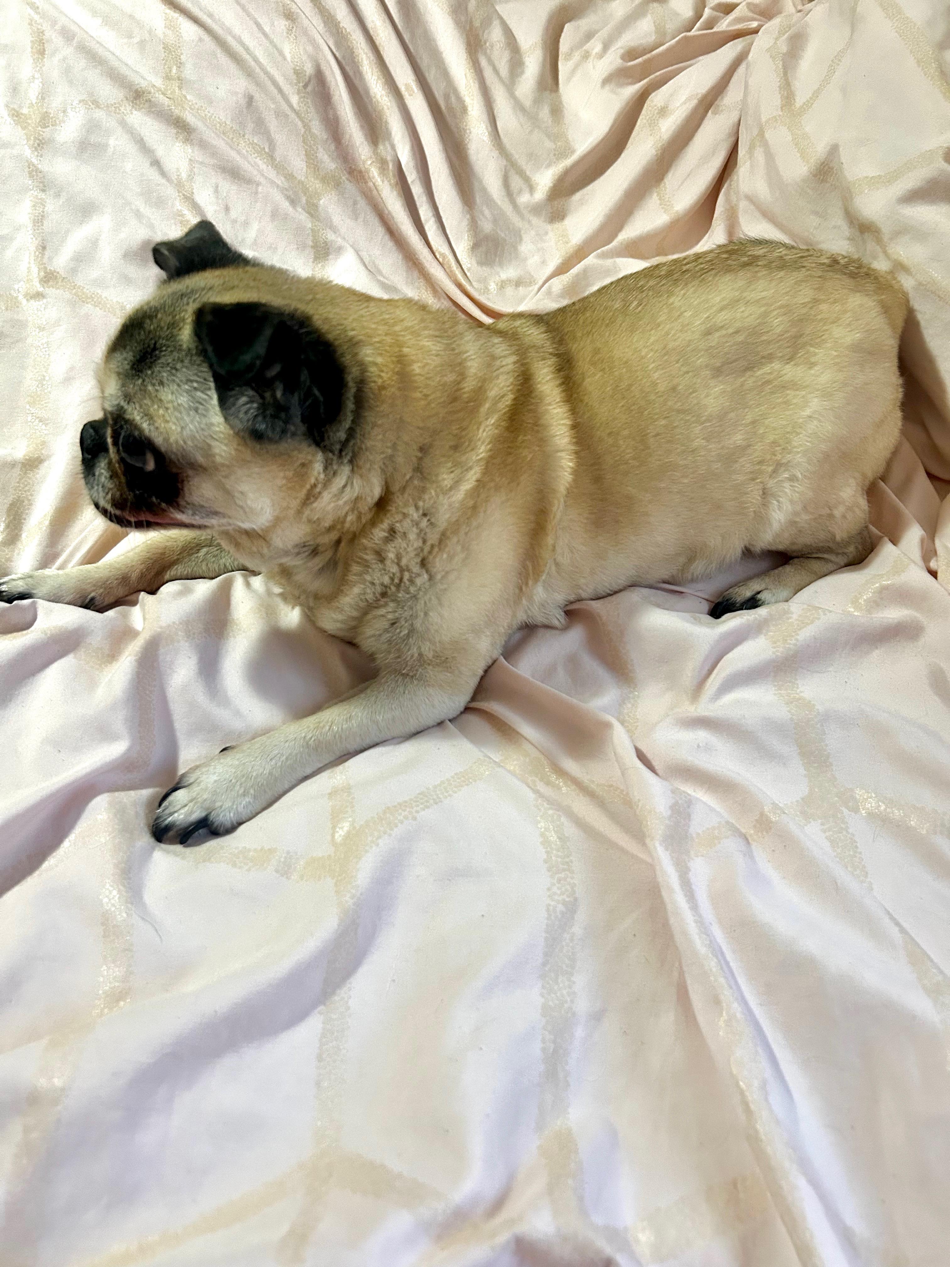 Mimi, ADOPTABLE, Senior Female Pug.