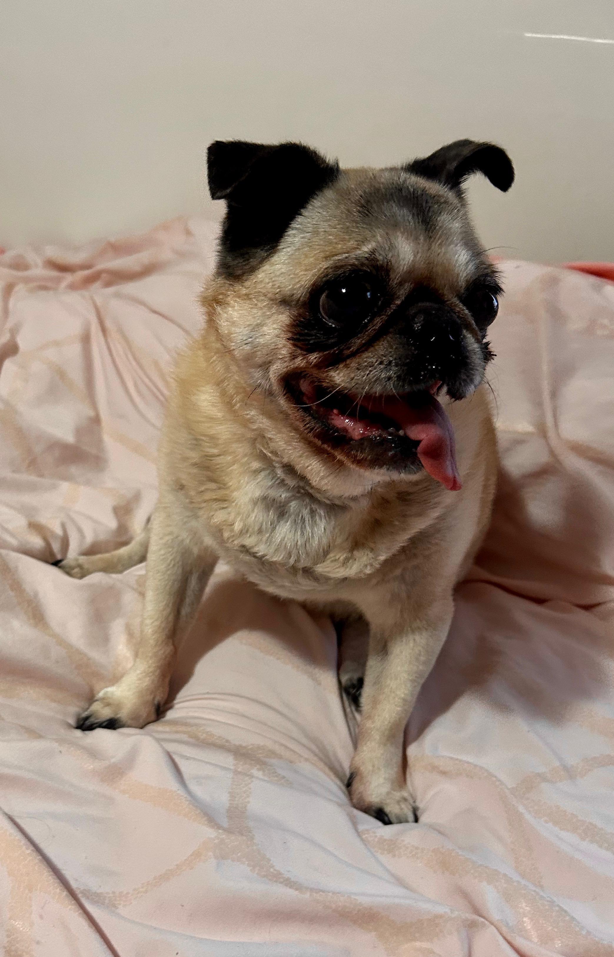 Enlarge Mimi, a ADOPTABLE Pug in Barnegat, NJ image 2/6