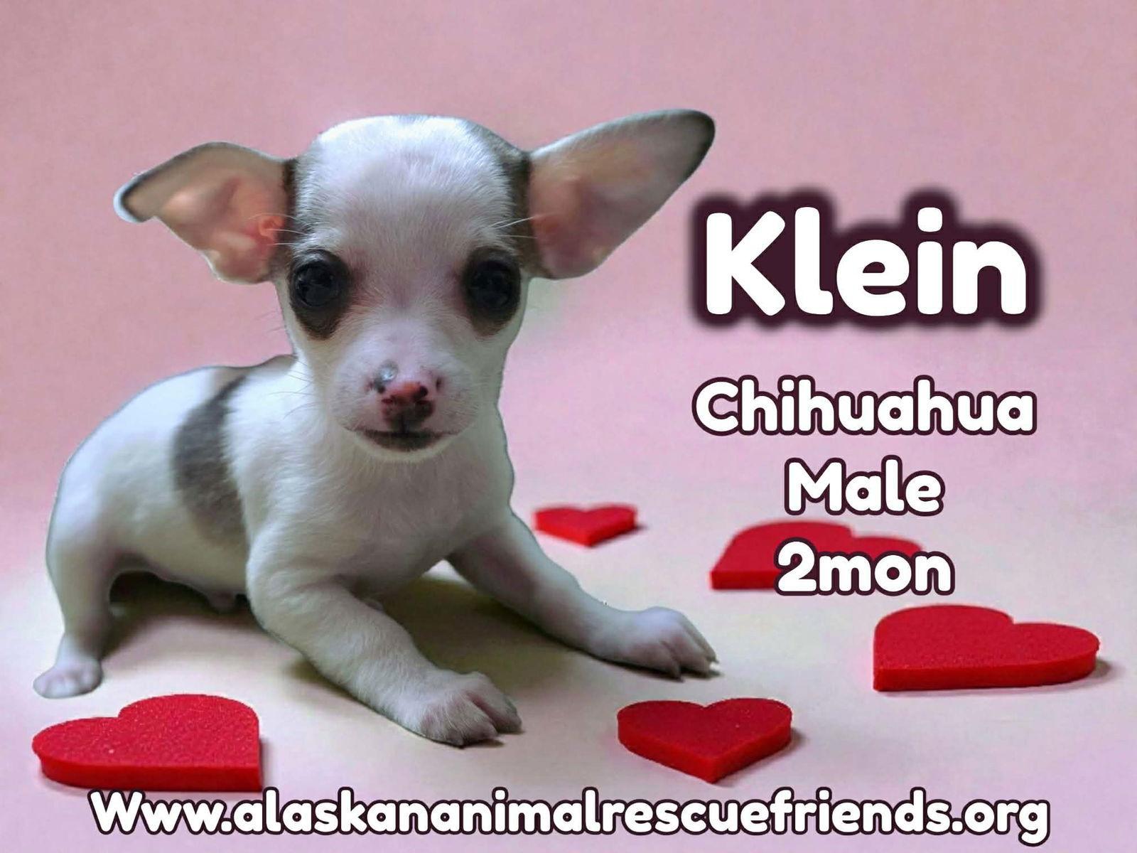 Klein, Adopted, Puppy Male Chihuahua.
