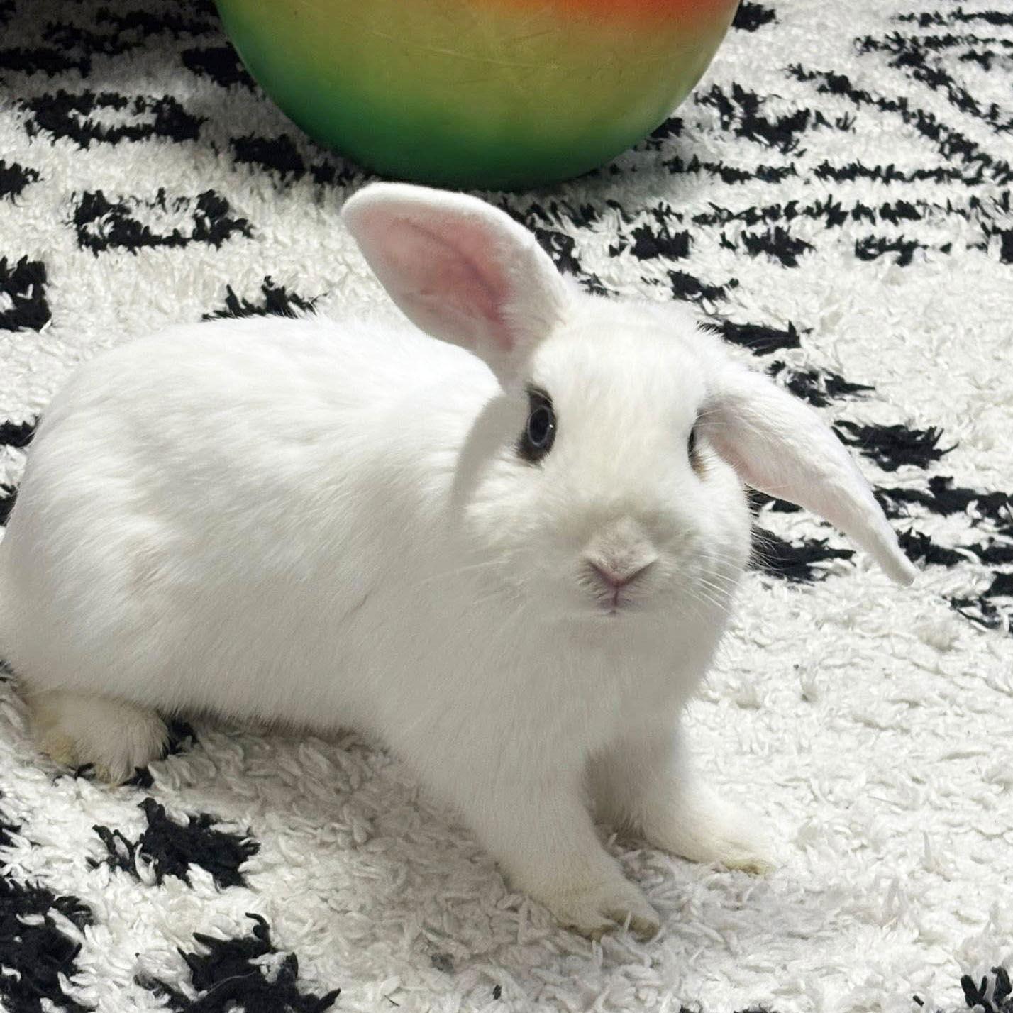 Kip, Adoptable, Adult Male Mini Lop & Hotot.