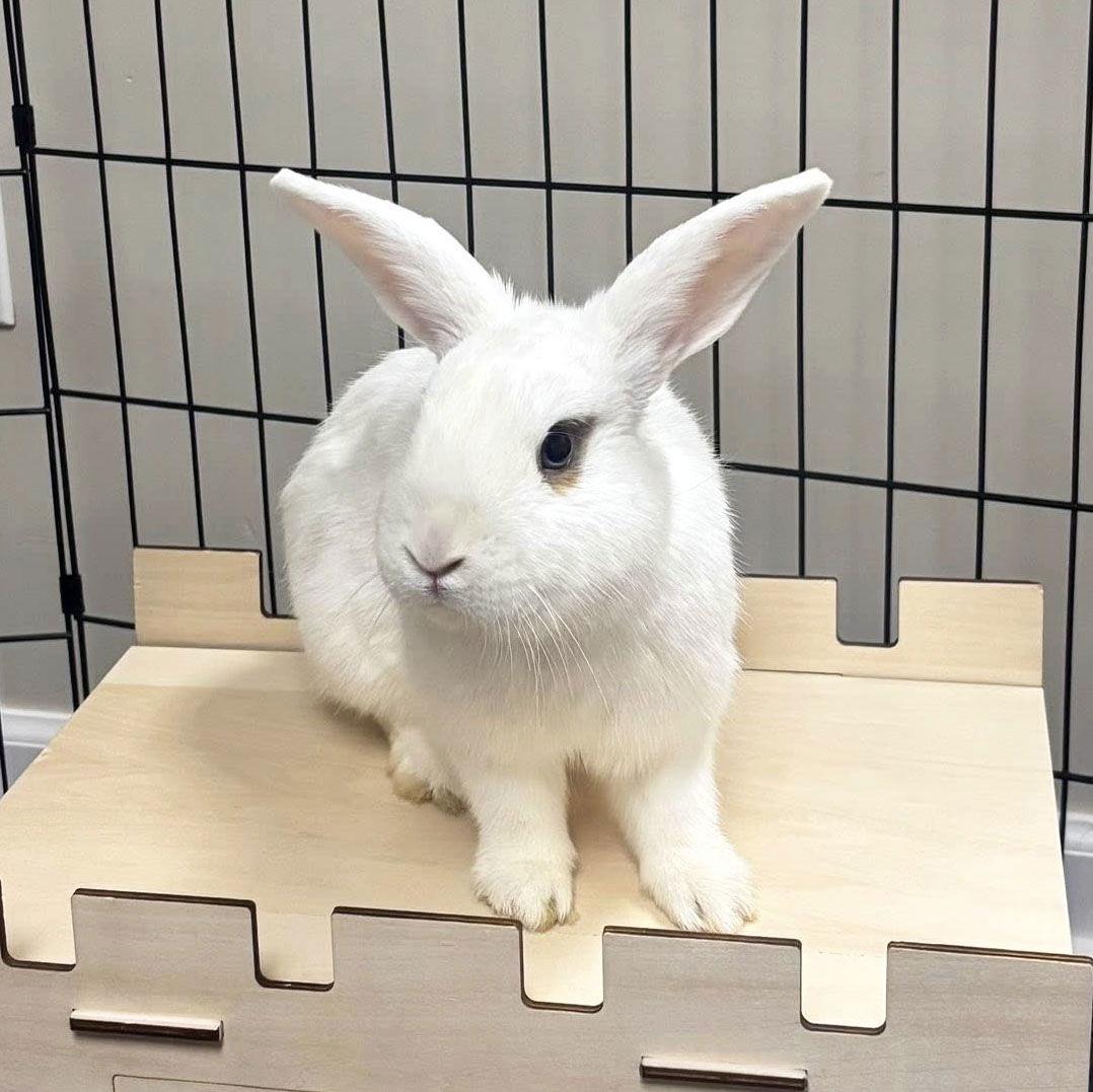 Kip, Adoptable, Adult Male Mini Lop & Hotot.