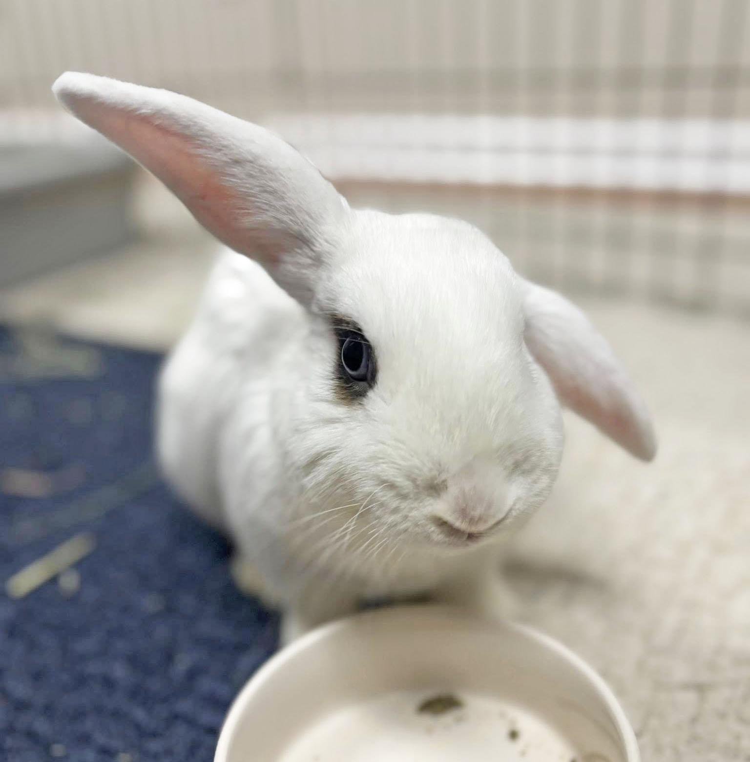 Enlarge Kip, a Adoptable mixed breed in Smithtown, NY image 3/3