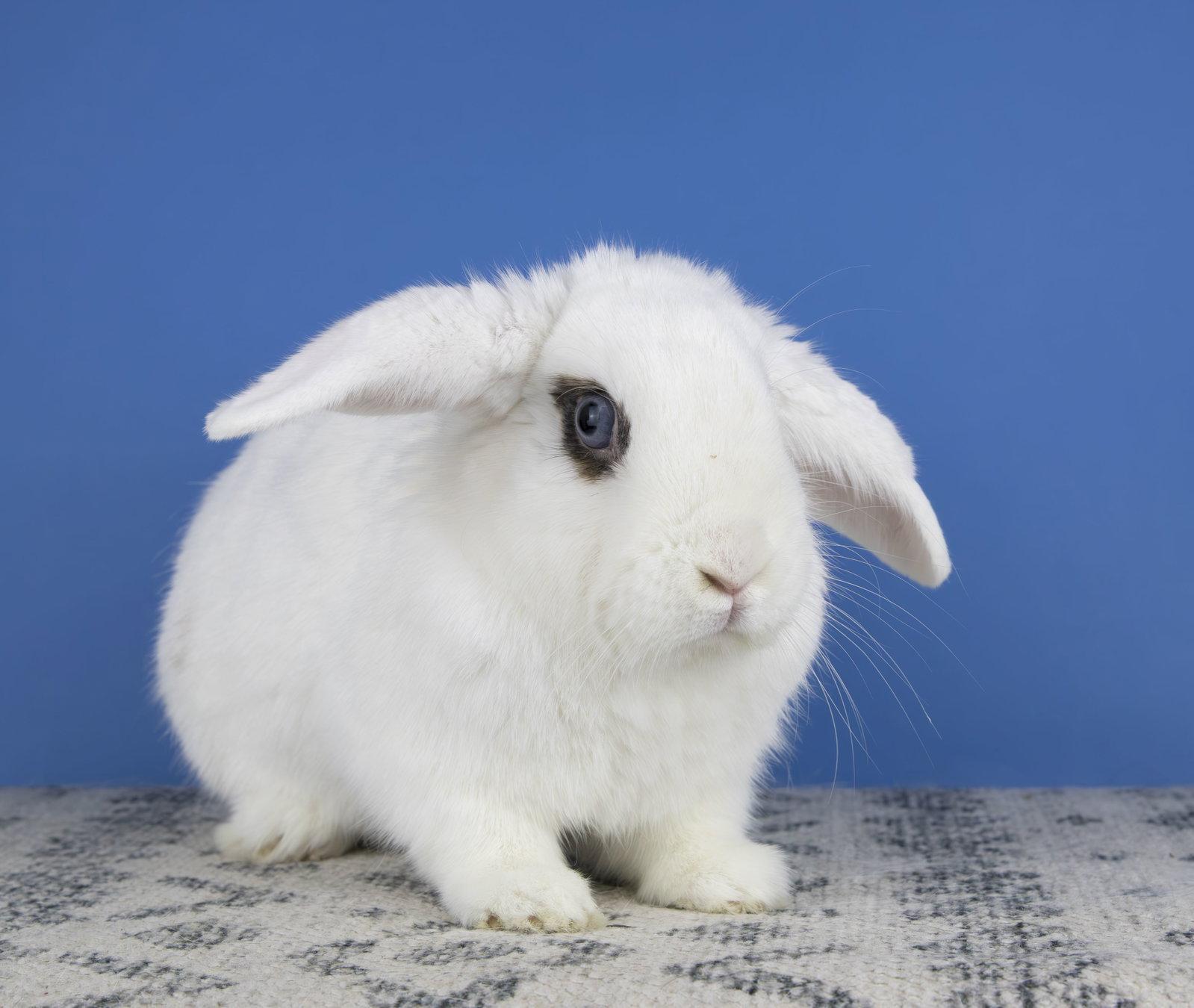 Kip, a Adoptable mixed breed in Smithtown, NY image 1/3