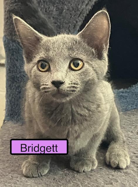 Enlarge Bridgett, an adopted mixed breed in Zimmerman, MN image 1/1
