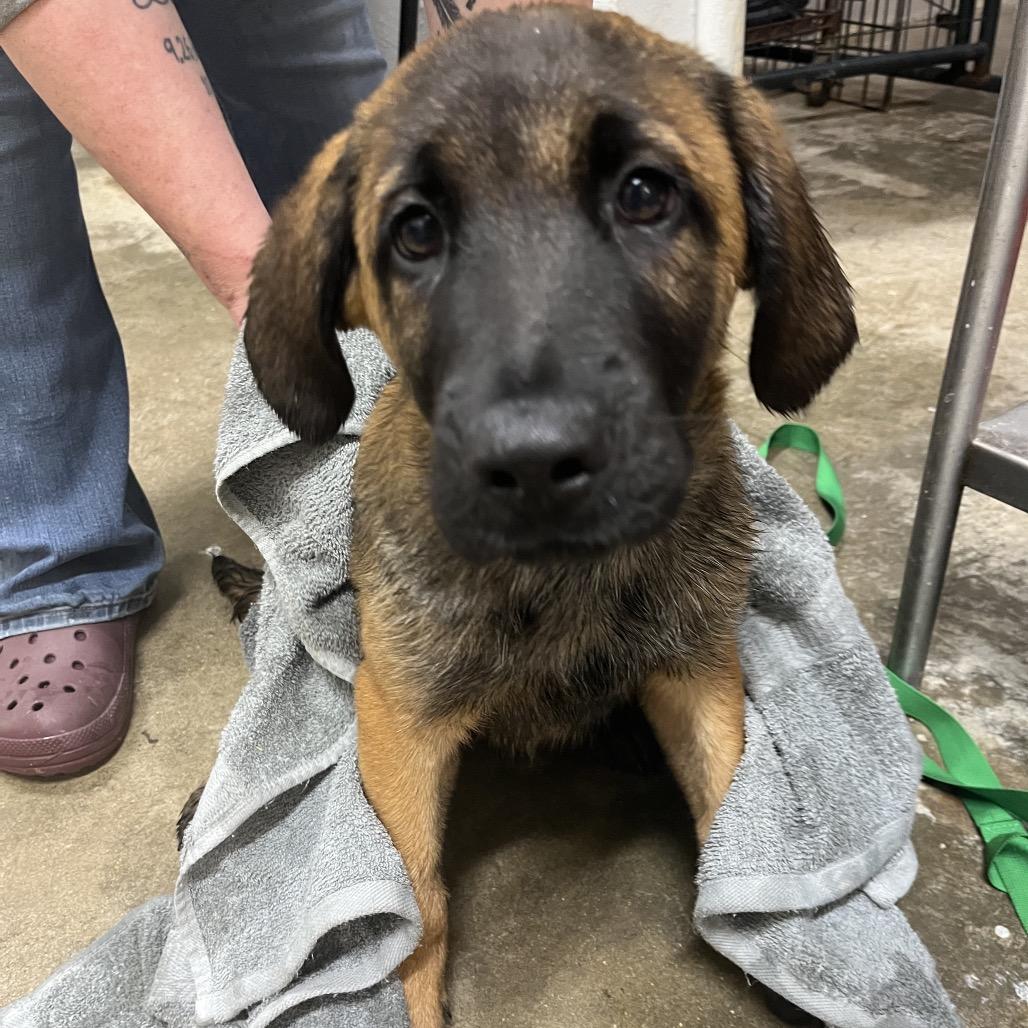Piper, Adoptable, Puppy Male Belgian Shepherd / Malinois.