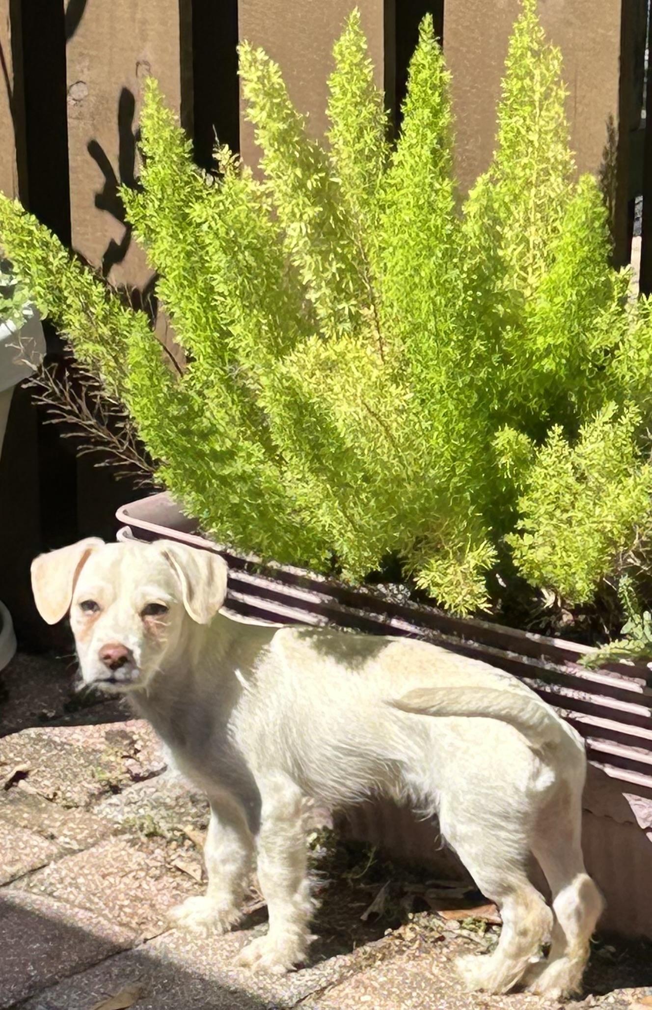 Douglas, Adoptable, Puppy Male Shih Tzu.