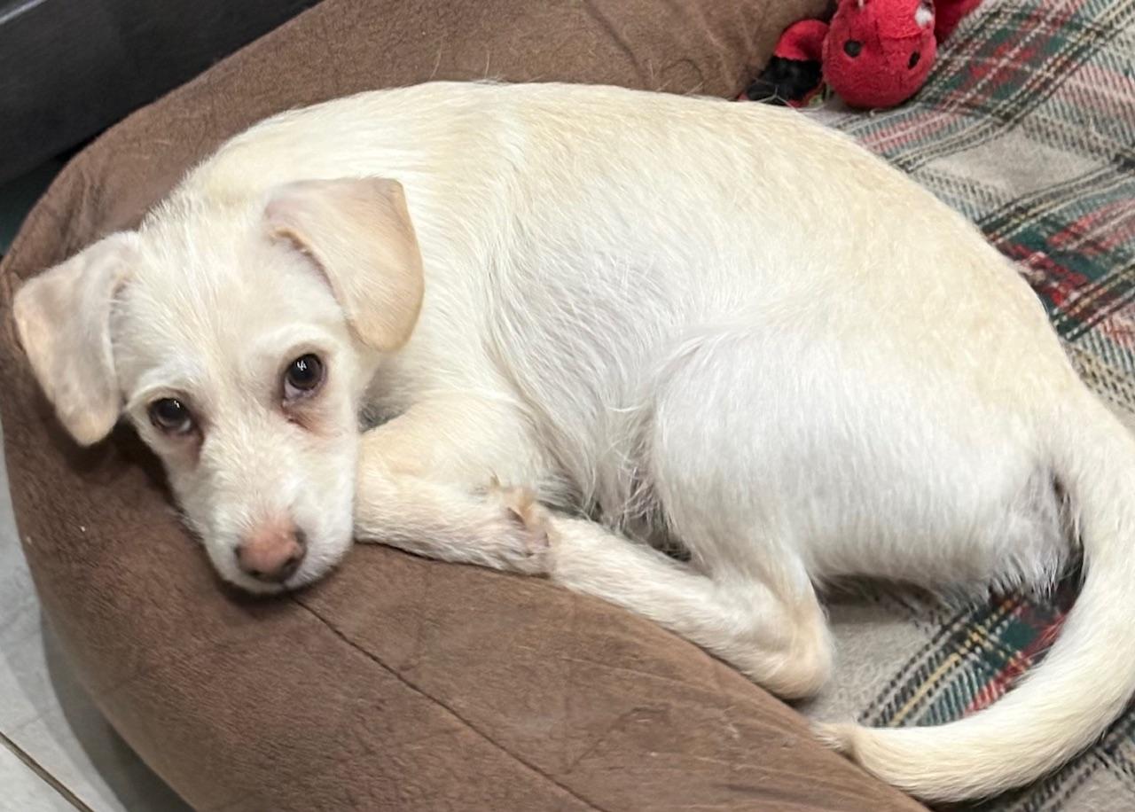 Enlarge Douglas, a Adoptable mixed breed in Orlando, FL image 6/6