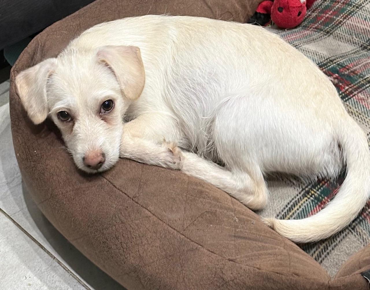 Enlarge Douglas, a Adoptable mixed breed in Orlando, FL image 1/6