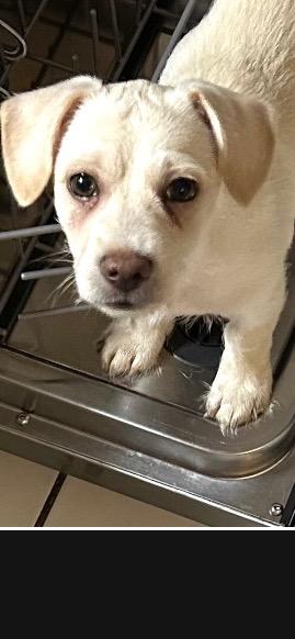 Douglas, a Adoptable mixed breed in Orlando, FL image 2/3