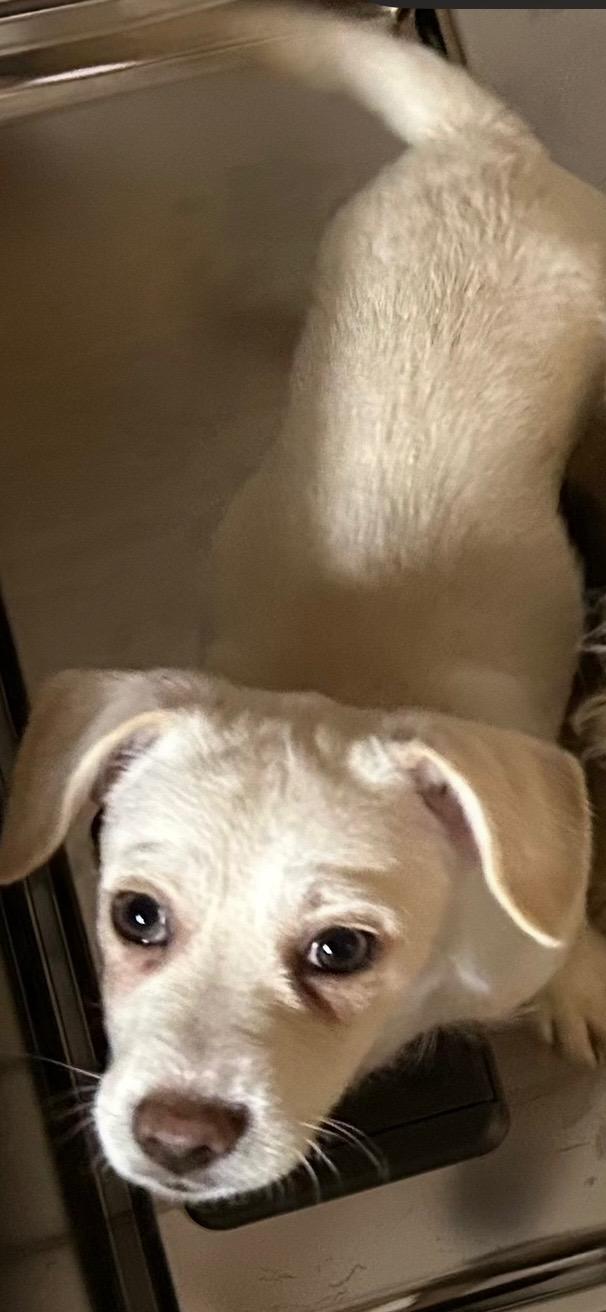 Douglas, a Adoptable mixed breed in Orlando, FL image 3/3