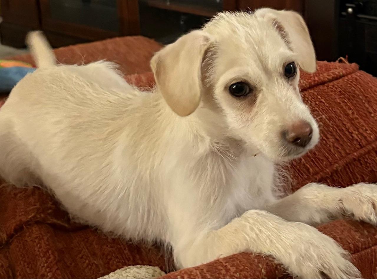 Enlarge Douglas, a Adoptable mixed breed in Orlando, FL image 5/6