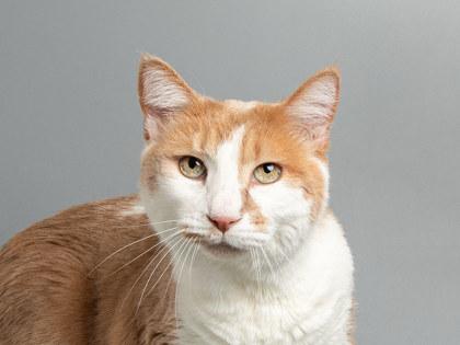 Tutu — thumbnail 2