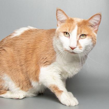 Tutu — thumbnail 3