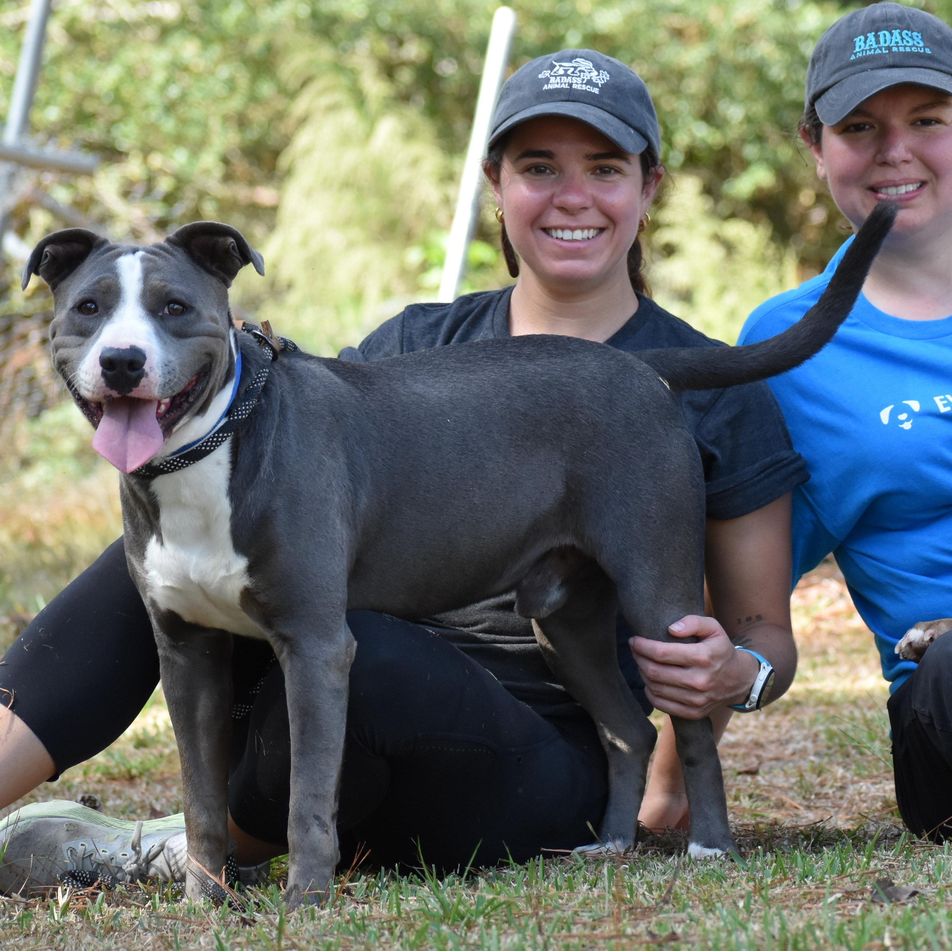Enlarge Nikola Jokic, a ADOPTABLE mixed breed in Brooklyn, NY image 4/6