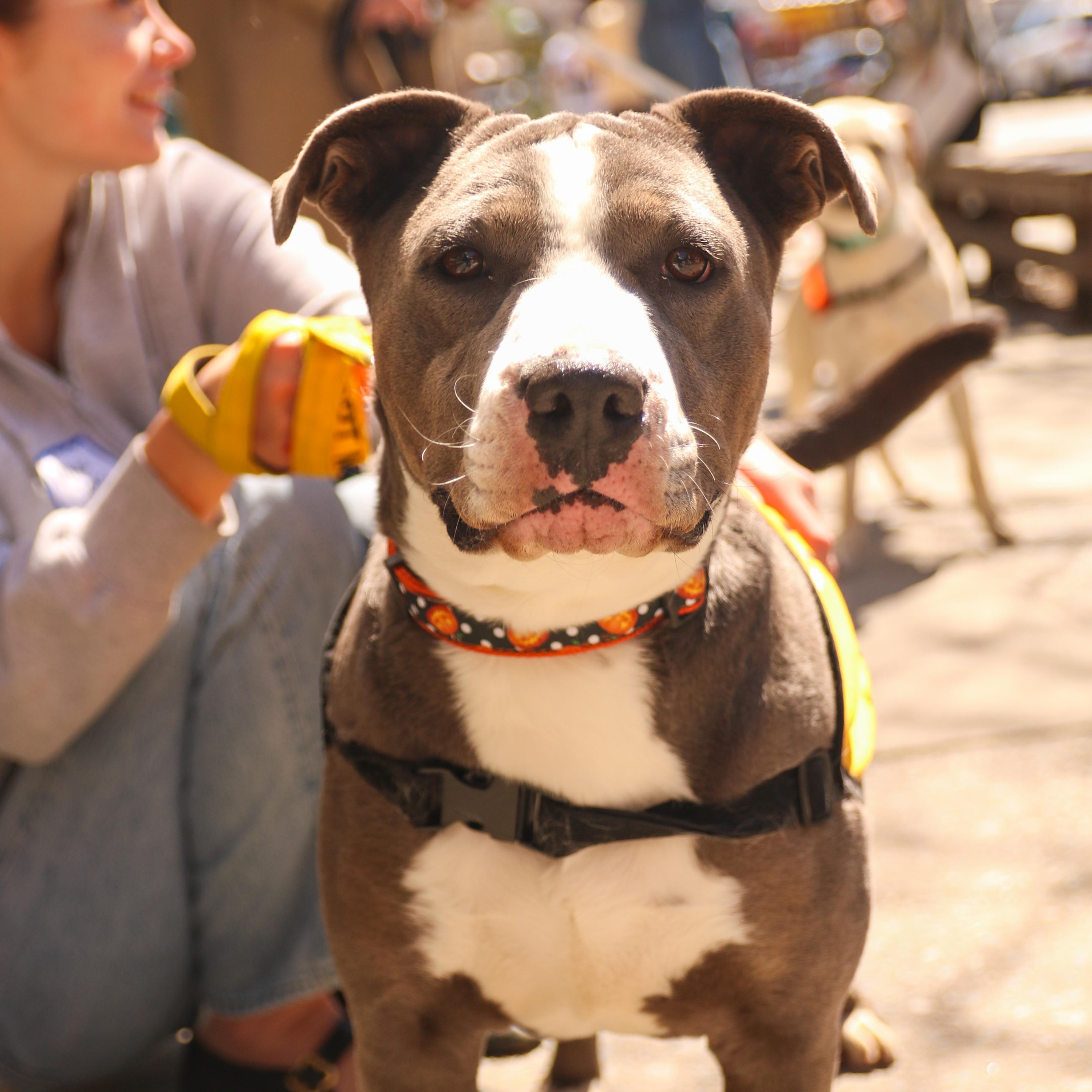 Enlarge Nikola Jokic, a ADOPTABLE mixed breed in Brooklyn, NY image 6/6