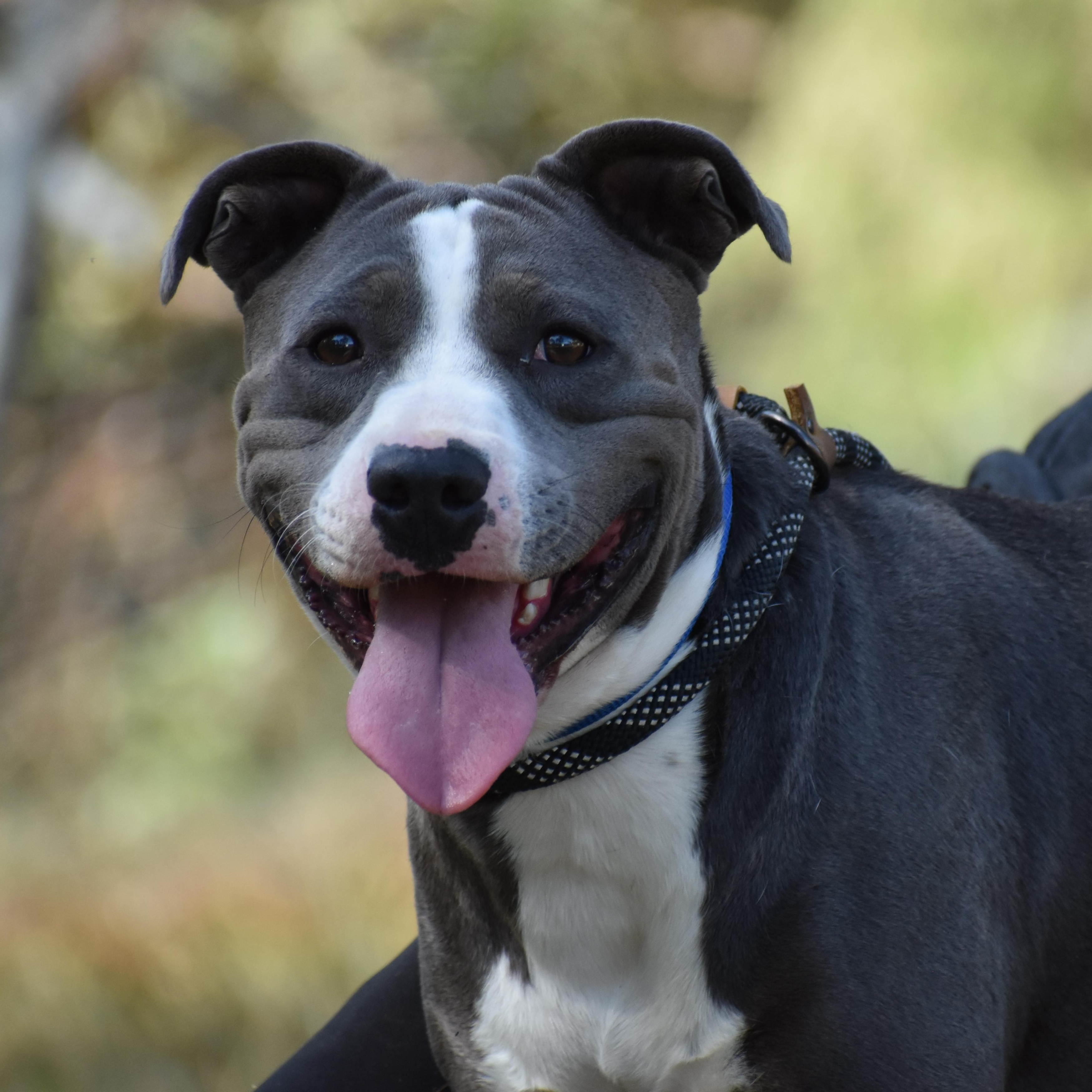 Enlarge Nikola Jokic, a ADOPTABLE mixed breed in Brooklyn, NY image 2/6