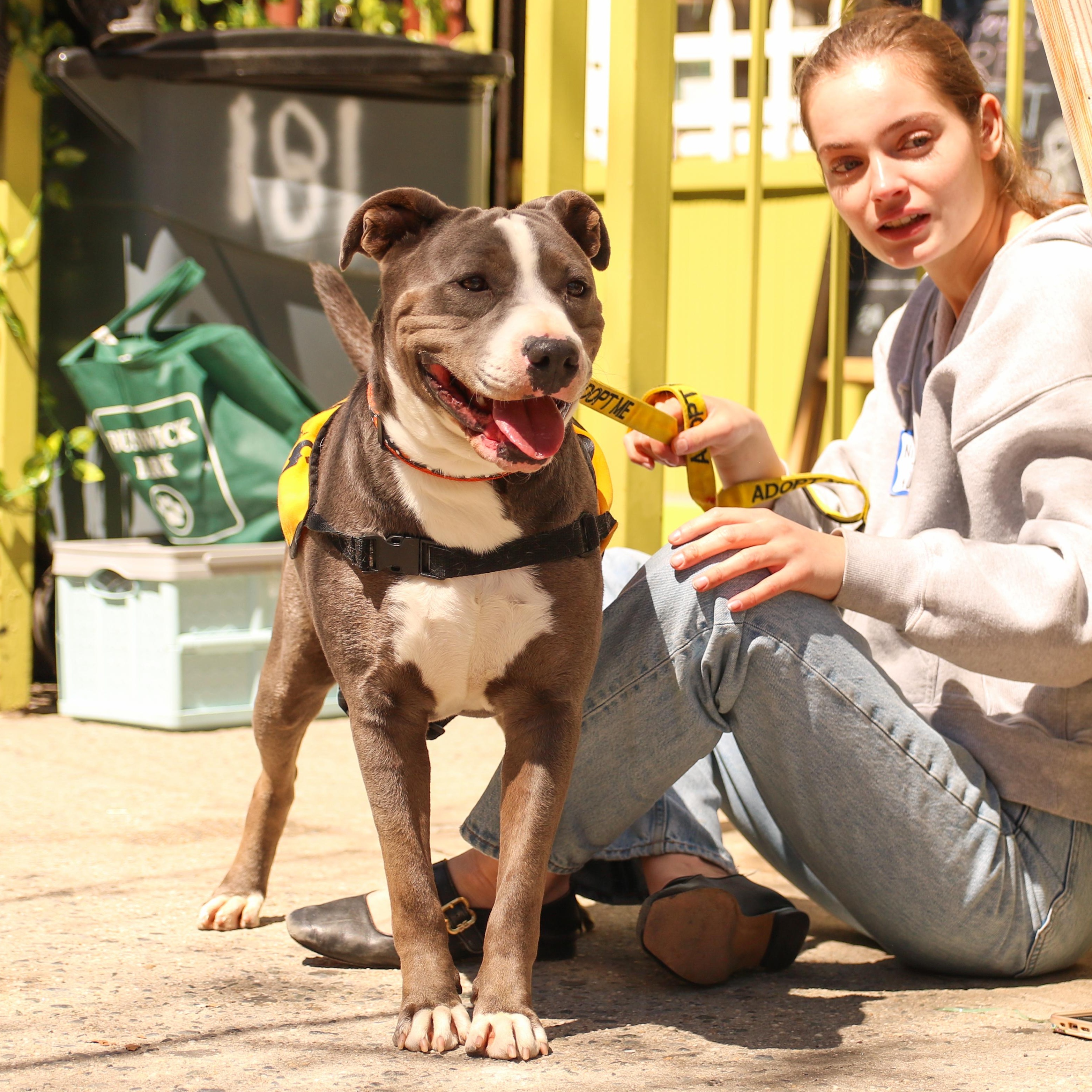 Enlarge Nikola Jokic, a ADOPTABLE mixed breed in Brooklyn, NY image 5/6
