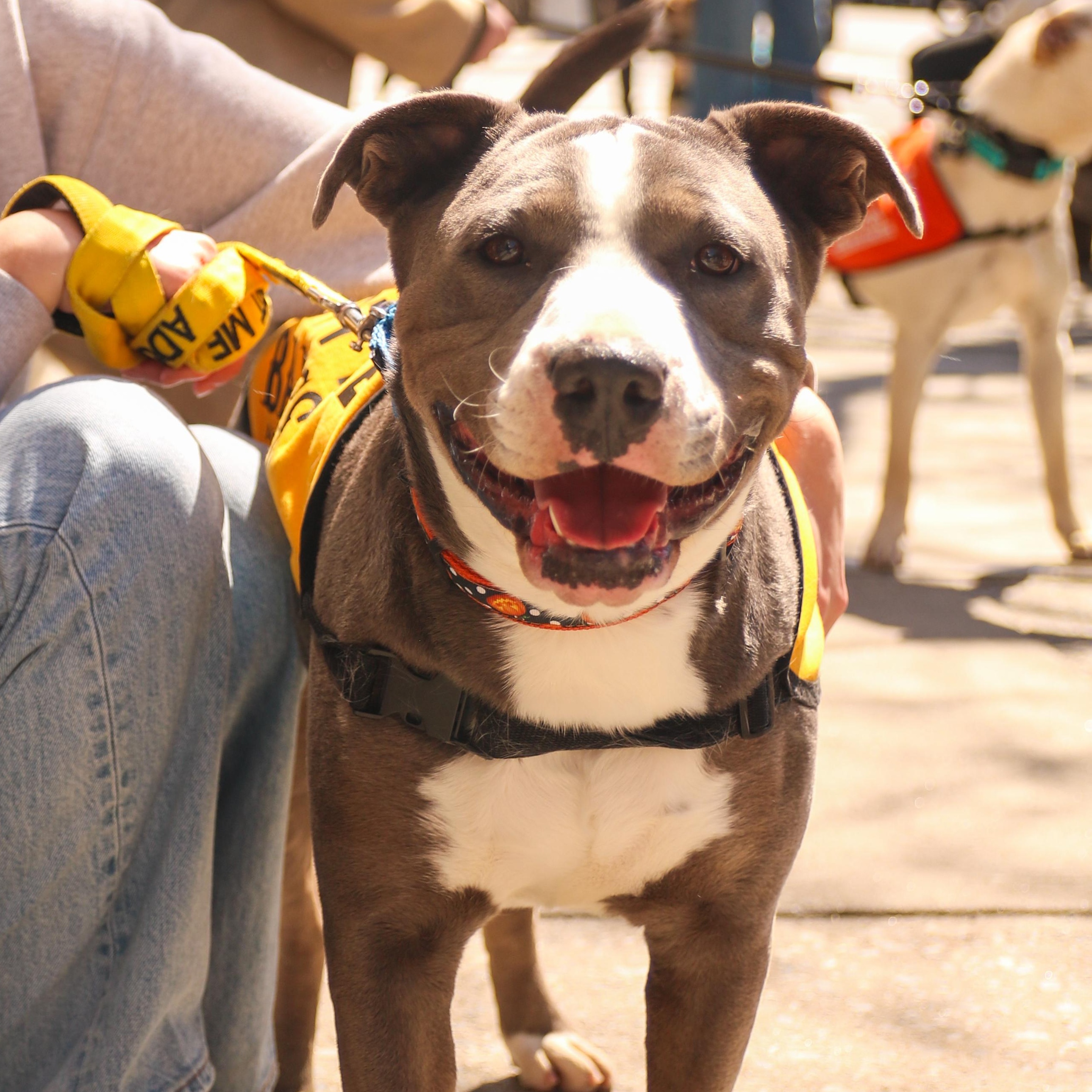 Nikola Jokic, ADOPTABLE, Young Male American Bulldog.