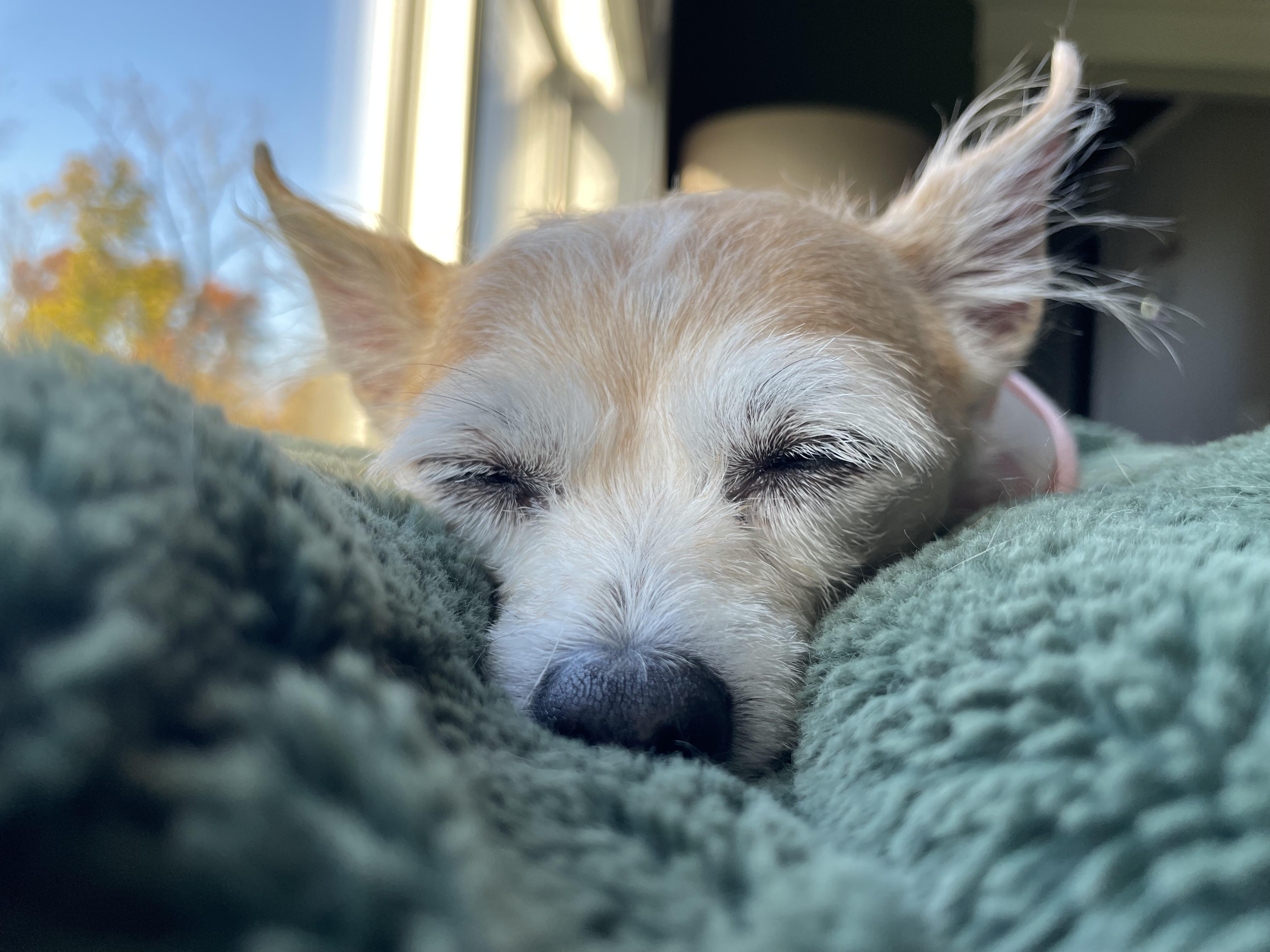 Emme, Adoptable, Senior Female Chihuahua & Wire Fox Terrier.