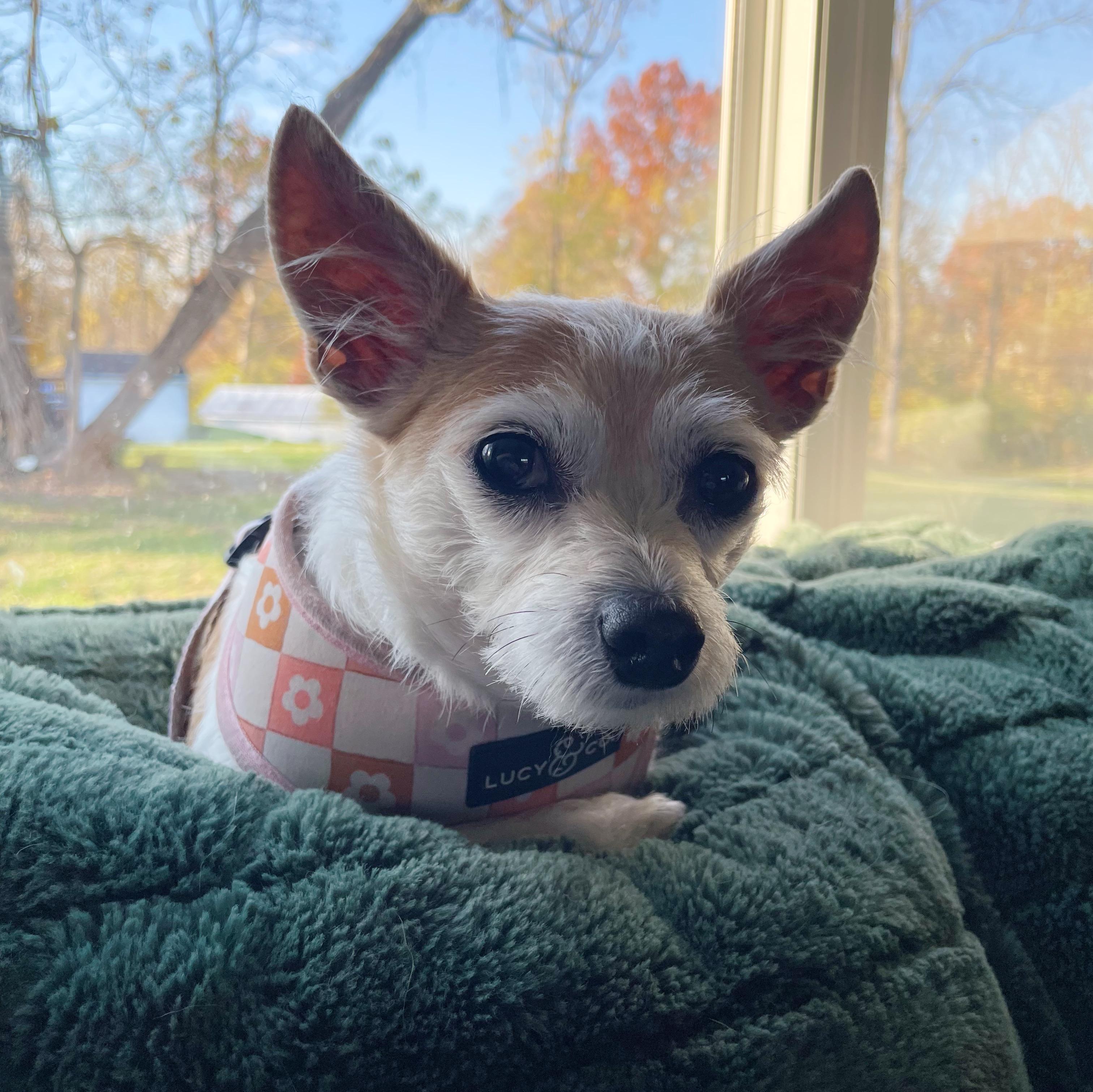 Emme, a Adoptable mixed breed in Bethel, OH image 3/3