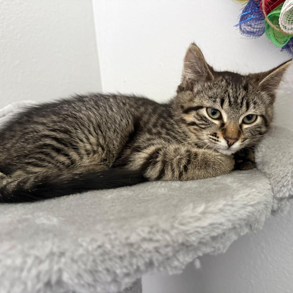 Harmony, a Adoptable Domestic Short Hair in Cheyenne, WY image 1/3