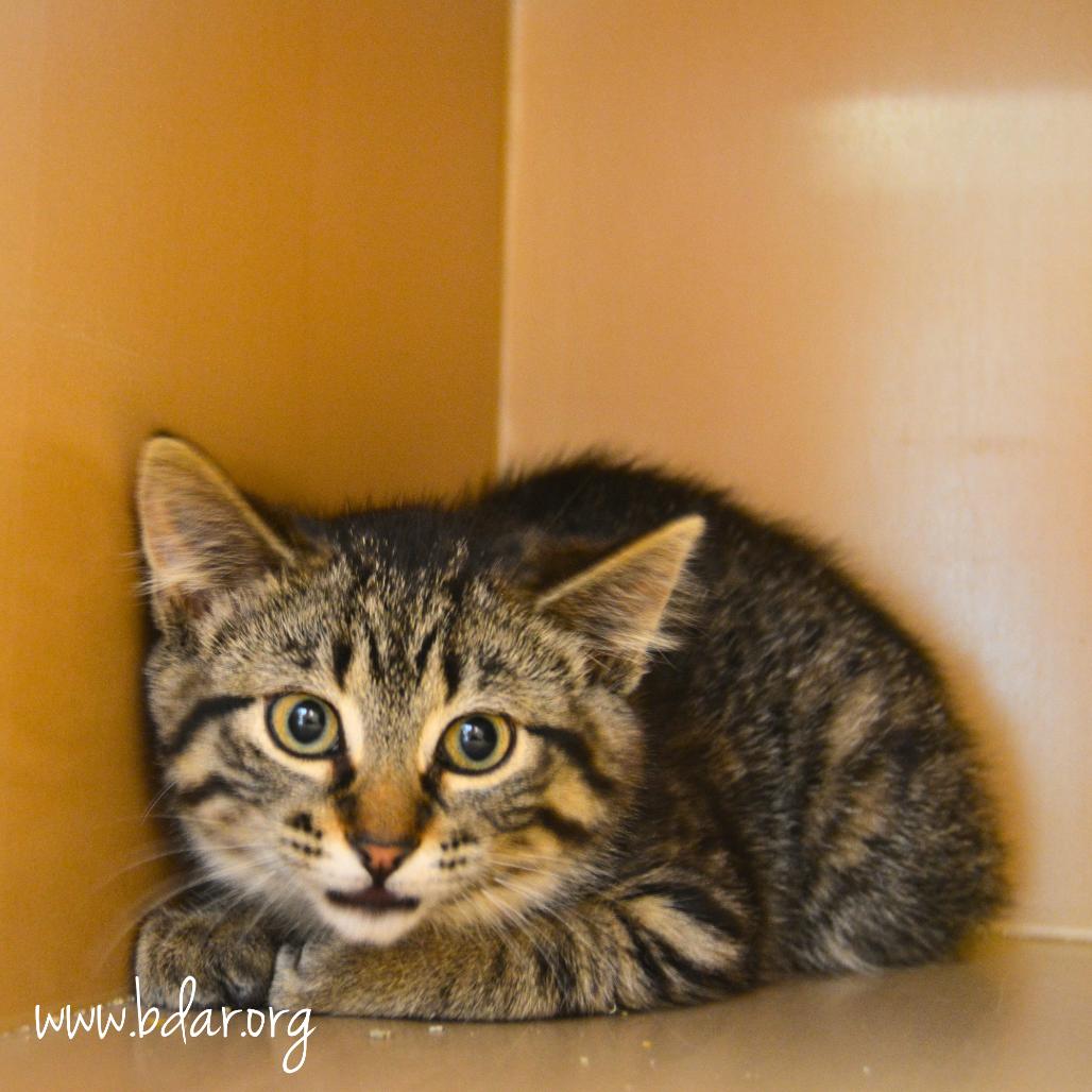 Harmony, a Adoptable Domestic Short Hair in Cheyenne, WY image 2/3