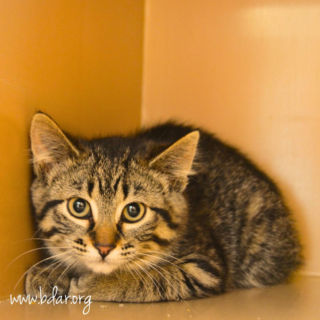 Harmony, a Adoptable Domestic Short Hair in Cheyenne, WY image 3/3