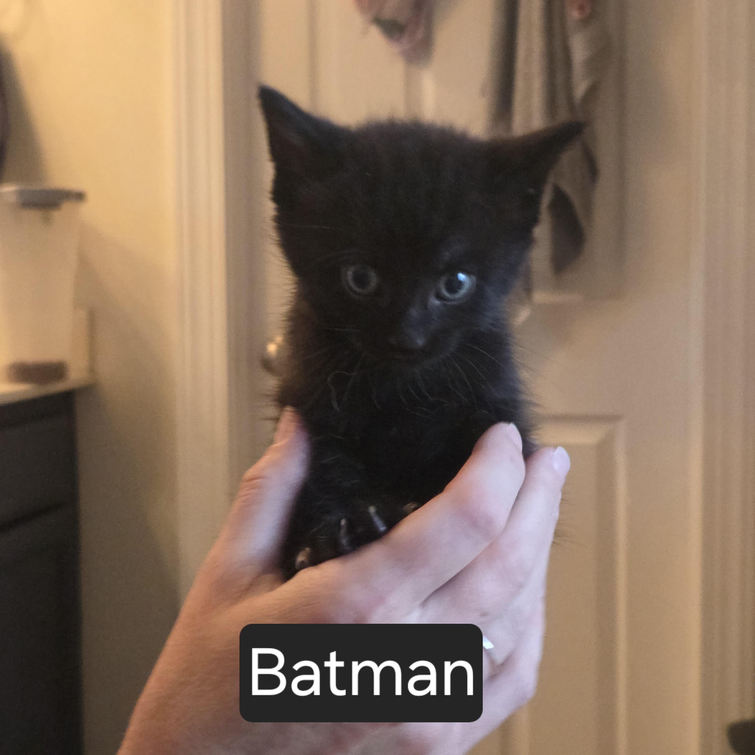 Batman, ADOPTABLE, Kitten Male Domestic Short Hair.