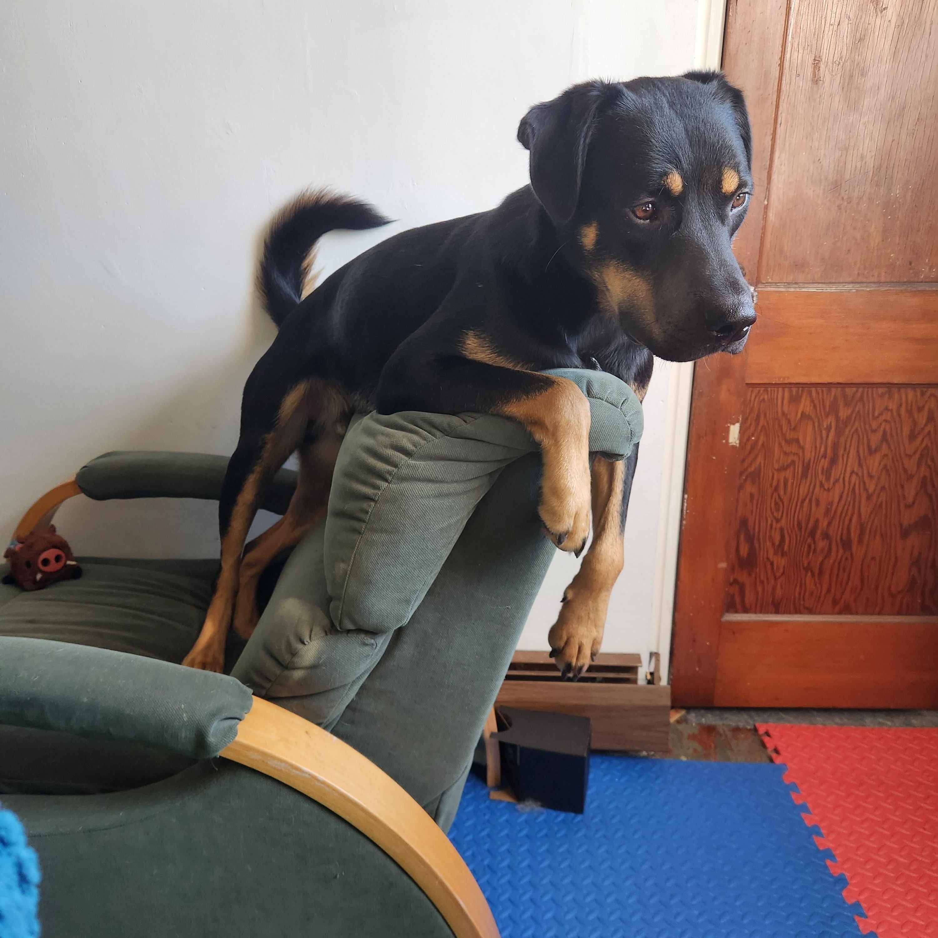 Remy-FOSTERED IN THE NORTHEAST! — thumbnail 2