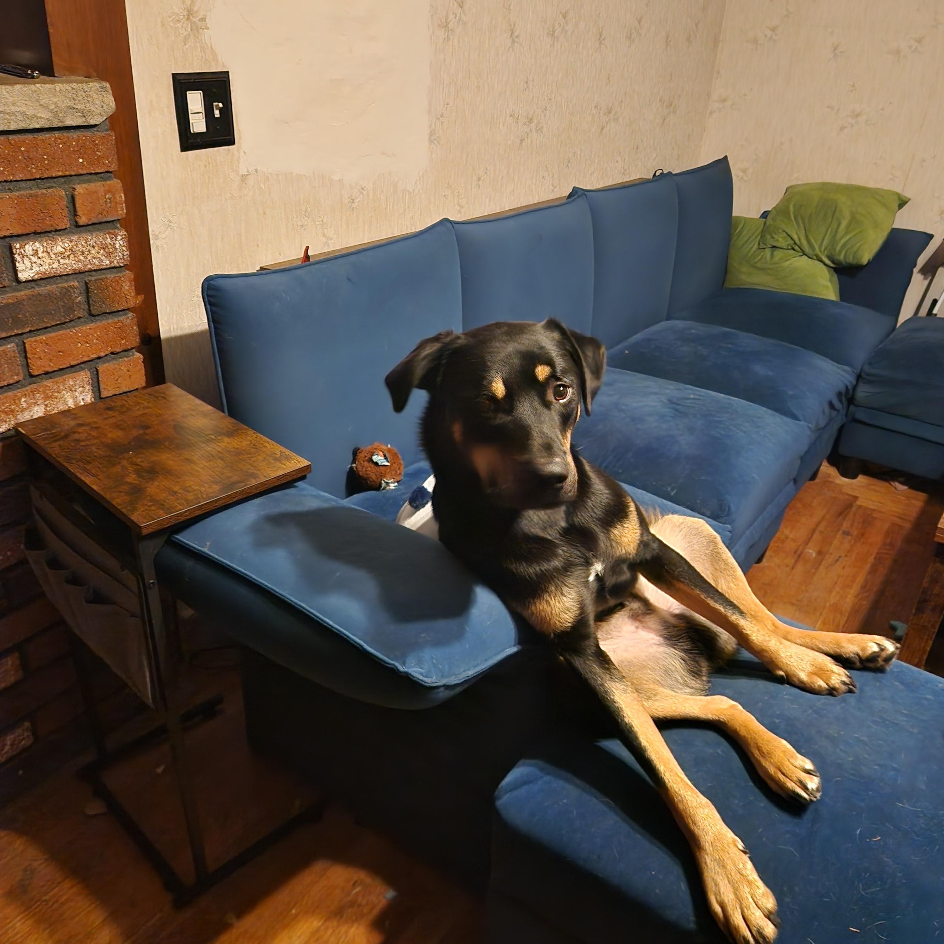 Remy-FOSTERED IN THE NORTHEAST! — thumbnail 5