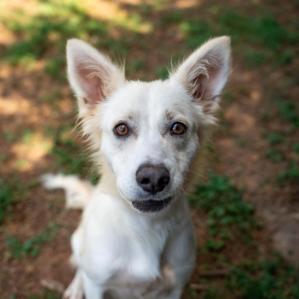 Enlarge Wolfie, a Adoptable mixed breed in Gainesville, GA image 1/3