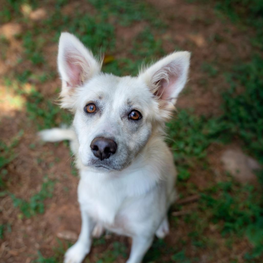 Enlarge Wolfie, a Adoptable mixed breed in Gainesville, GA image 2/3