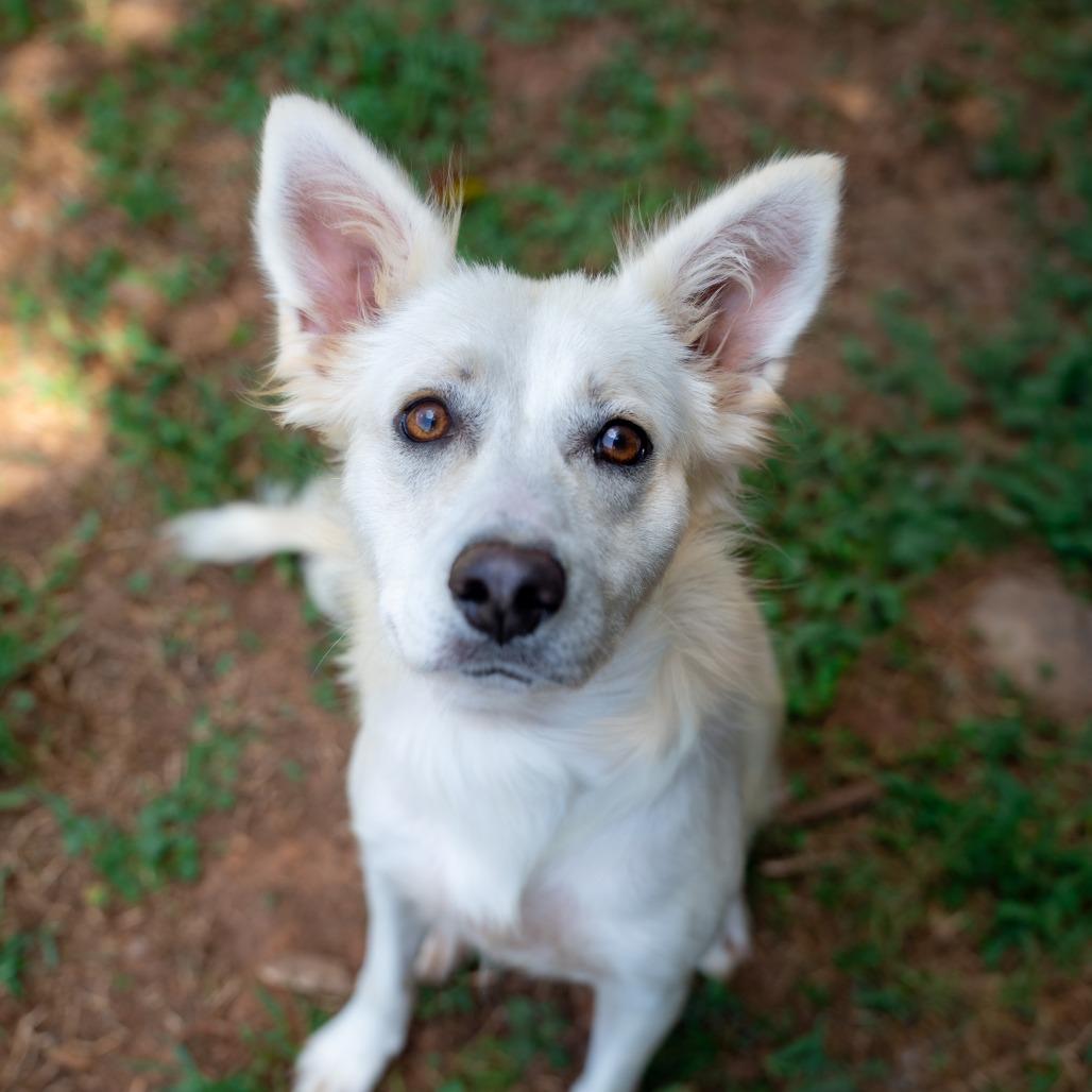 Enlarge Wolfie, a Adoptable mixed breed in Gainesville, GA image 3/3