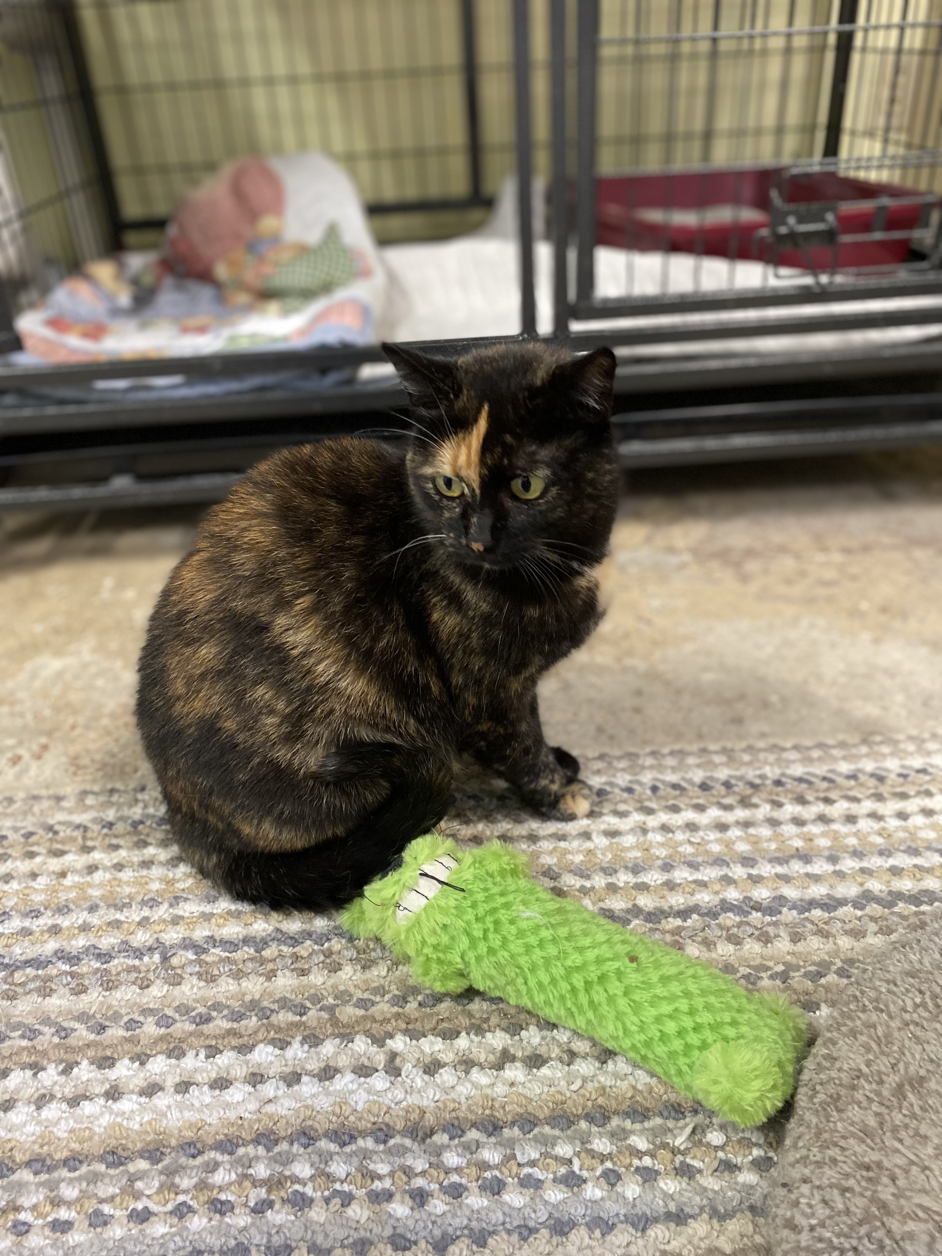 Patches, Adult Female Calico
