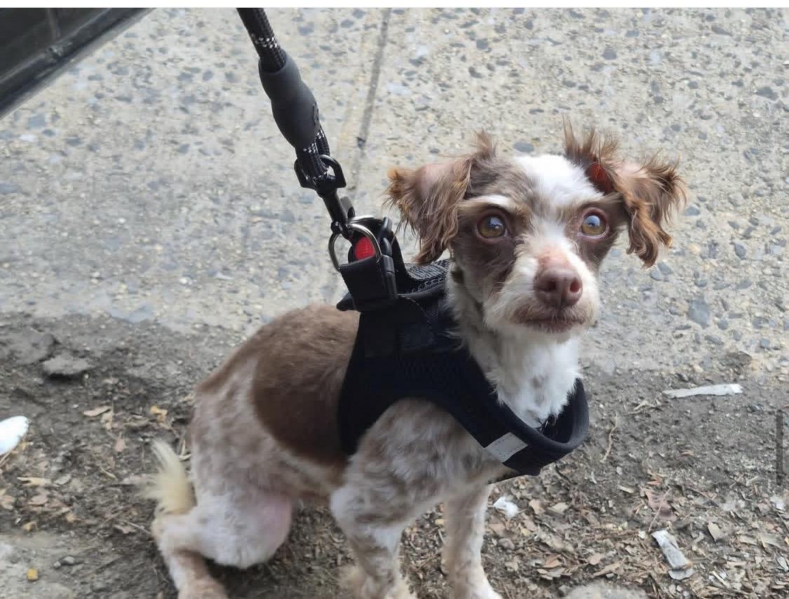 Enlarge Tiger, a ADOPTABLE Havanese in South Amboy, NJ image 2/2