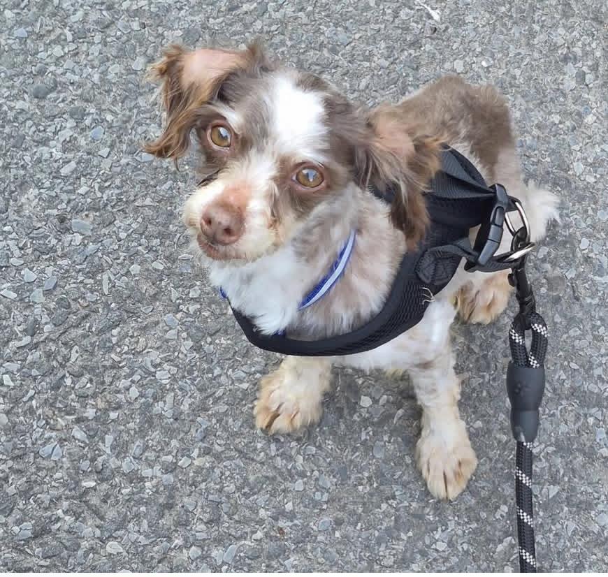 Tiger, ADOPTABLE, Adult Male Havanese.